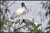 Wood Stork