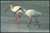 White Ibis